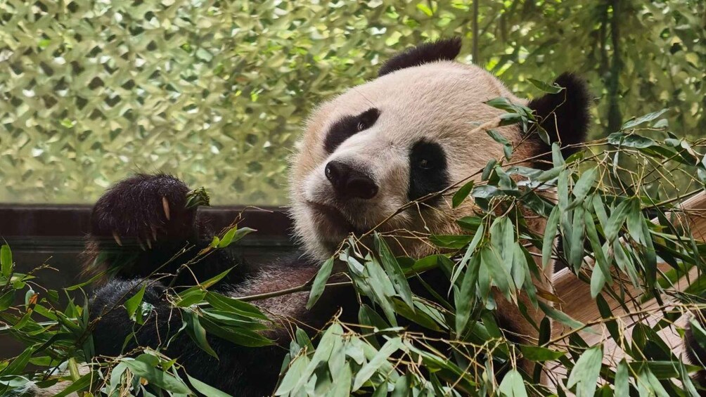 En panda hviler i frodigt løv. 5