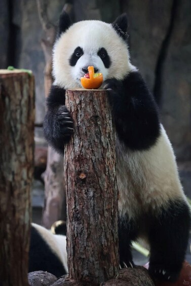 En panda spiser fra en træstub. 1