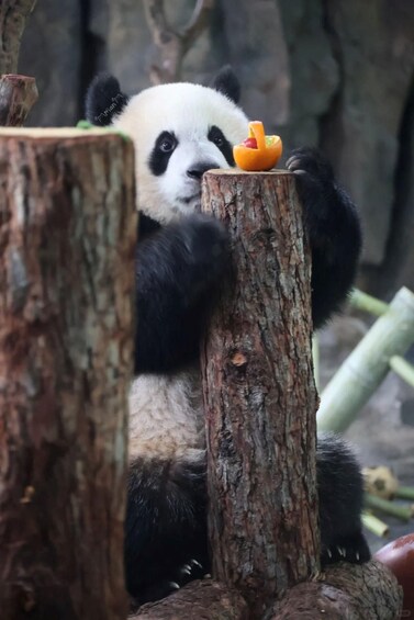 En panda sidder på en træstub med et stykke frugt. 4