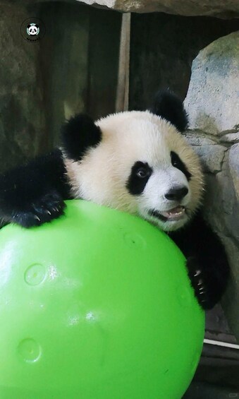 En panda med en grøn bold. 3