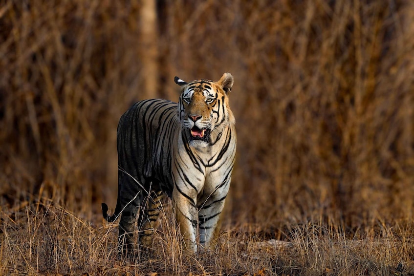 Ein Tiger durchquert eine trockene Graslandschaft. 3