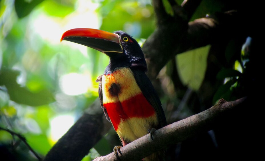 Toucan in Costa Rica