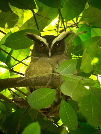 Owl in a tree in Costa Rica