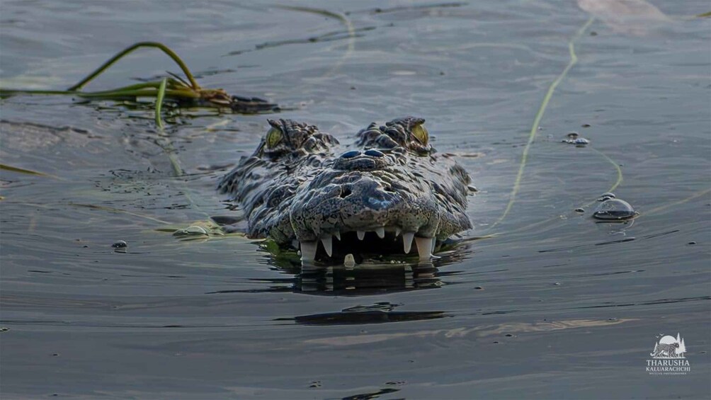 A crocodile with its mouth open, partially submerged in water. 1