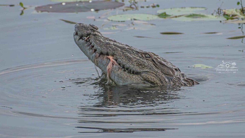 A crocodile partially submerged in water with lily pads floating around. 2
