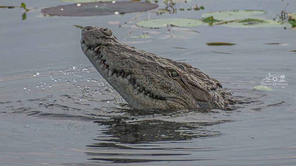 A crocodile partially submerged in water with lily pads floating around. 3