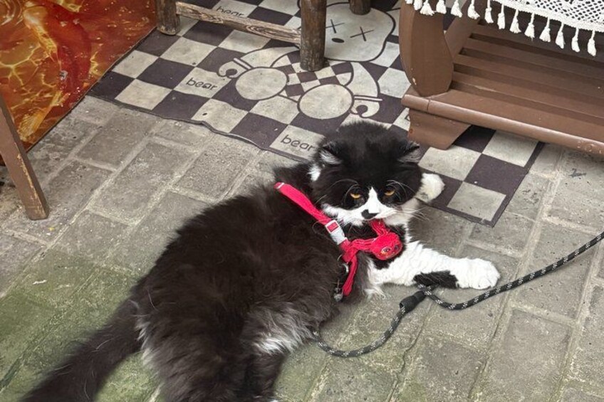 A black and white cat lying on a checkered floor with a red leash. 5