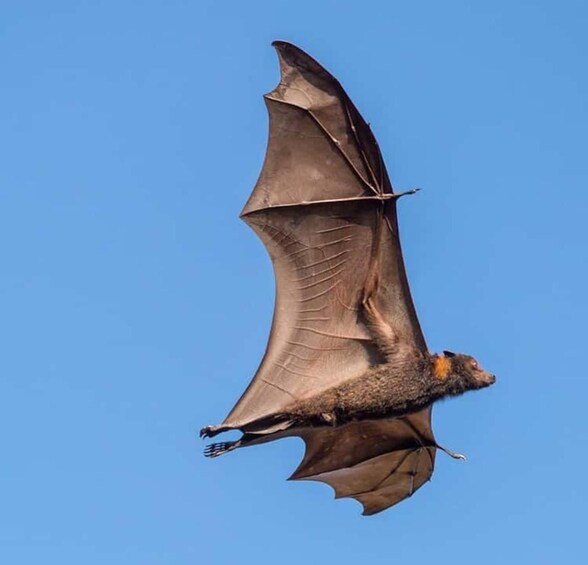 Ein Fledermaus im Flug vor blauem Himmel. 1