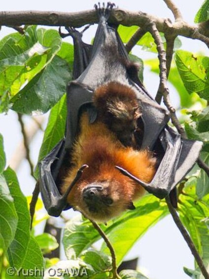 Ein Fledermaus hängt kopfüber an einem Ast. 4