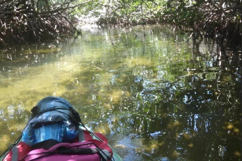 A kayak on a calm water body surrounded by dense mangrove trees. 5
