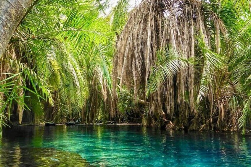 A clear blue pool surrounded by lush palm trees. 5