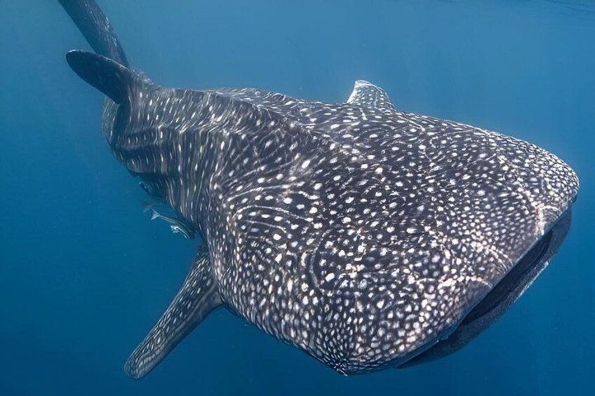 A whale shark swimming in the ocean. 3