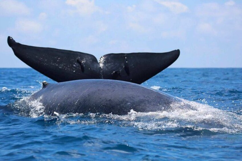 A whale breaching with its tail flukes visible above the water. 2