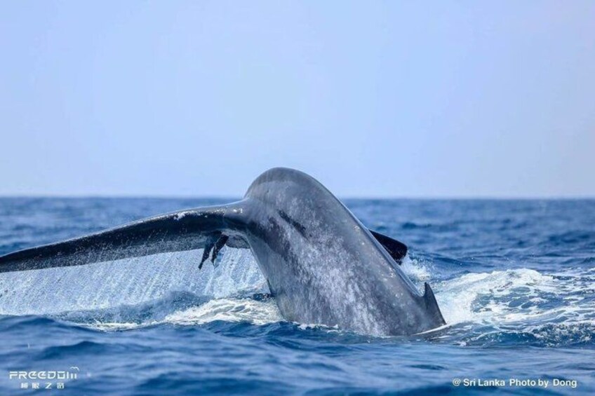 A whale breaching the water's surface. 4