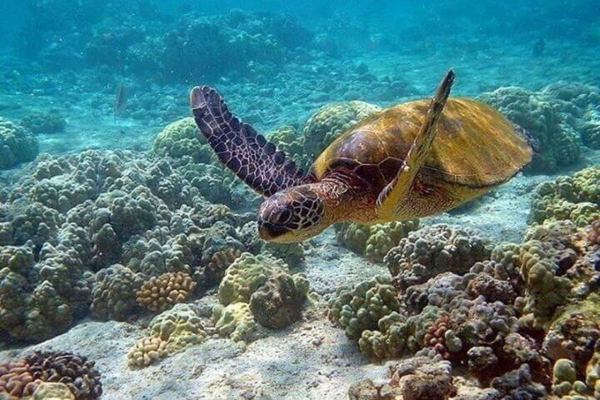 A sea turtle swimming near a coral reef. 5