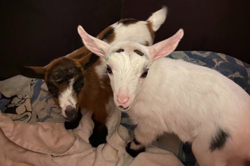 Two goats on a bed with a patterned blanket. 2