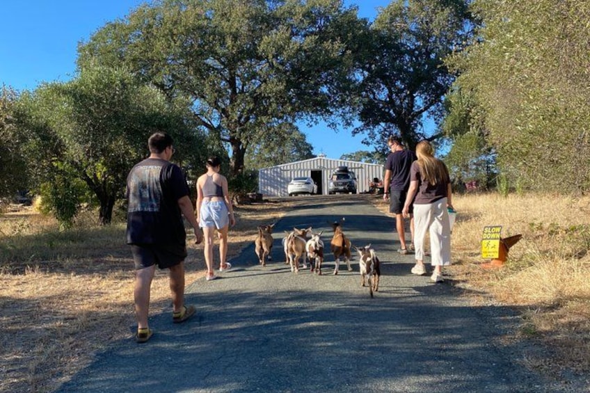 A group of people walking dogs on a paved path with trees and a building in the background. 5