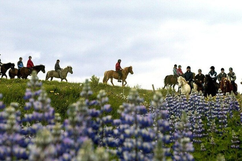 A group of people riding horses on a grassy hill with wildflowers. 2