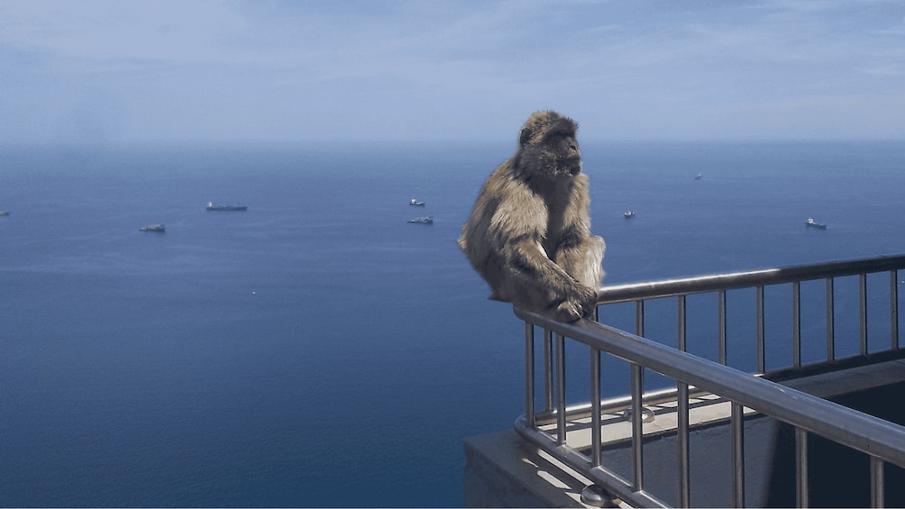 Ein Affe sitzt auf einem Balkongeländer mit Blick auf das Meer, im Hintergrund sind mehrere Schiffe zu sehen. 3