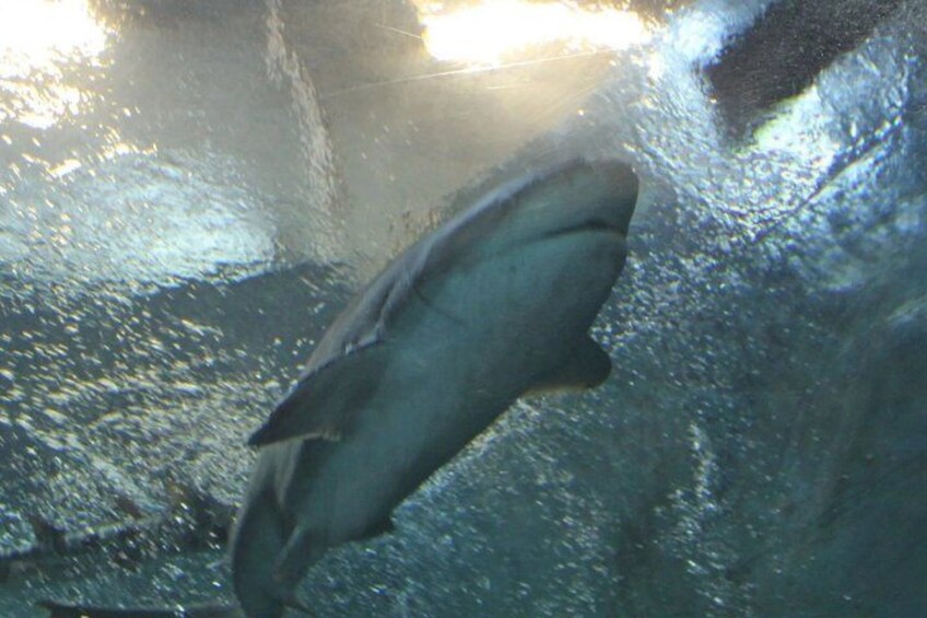 A shark swimming in an aquarium. 5