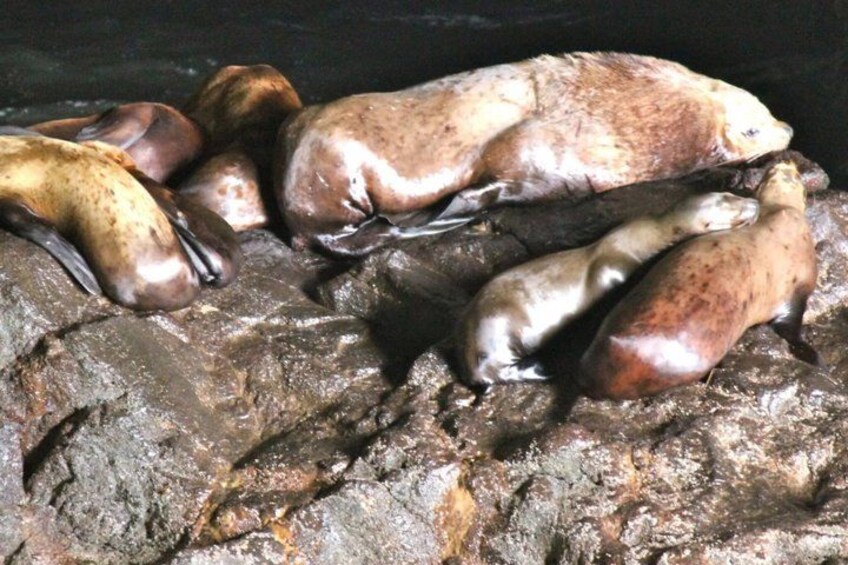 A group of seals resting on a rocky surface. 4