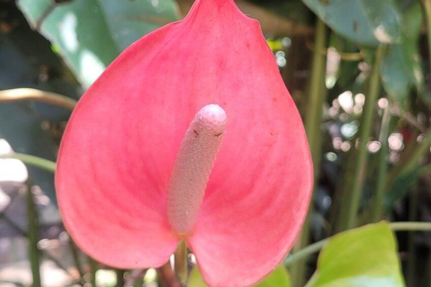A pink flower with a prominent central column. 2