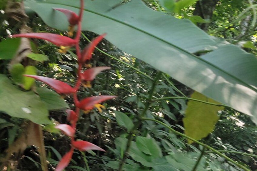 A plant with red leaves and yellow flowers, surrounded by green foliage. 5