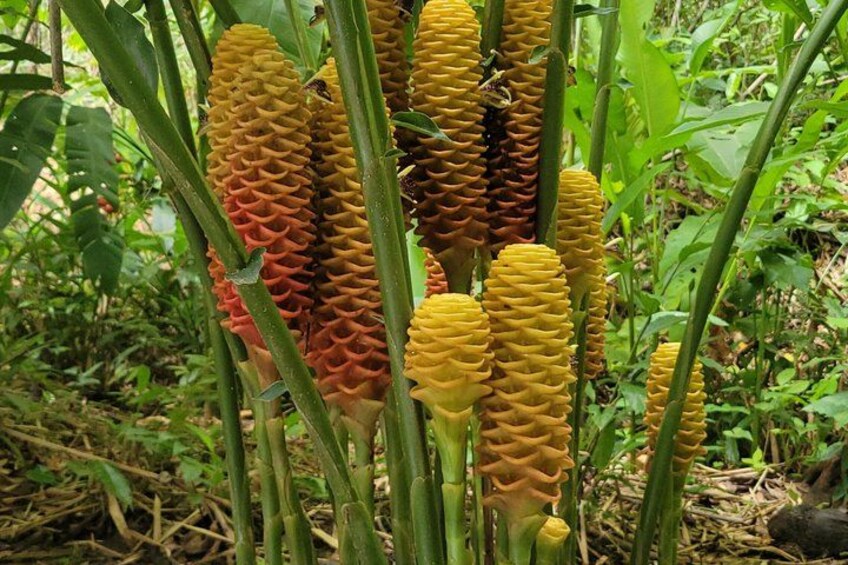 A cluster of tall, conical plants with green stems and yellow and red flowers. 3