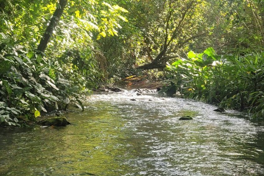 A forest stream with sunlight filtering through the trees. 4