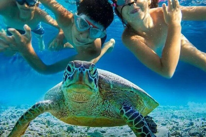 A sea turtle swimming underwater with snorkelers. 1