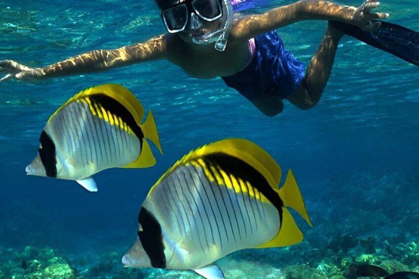 A person swimming underwater with two yellow and black fish. 5