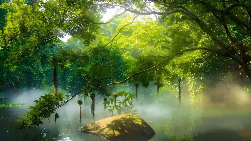 A misty forest with dense green foliage and a large rock in the water. 1