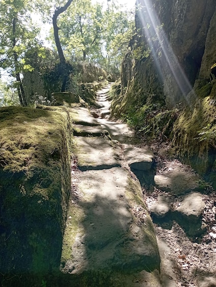 A forested trail with moss-covered rocks and sunlight filtering through the trees. 2
