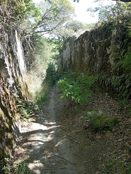 A narrow forest path flanked by moss-covered stone walls and dense foliage. 3