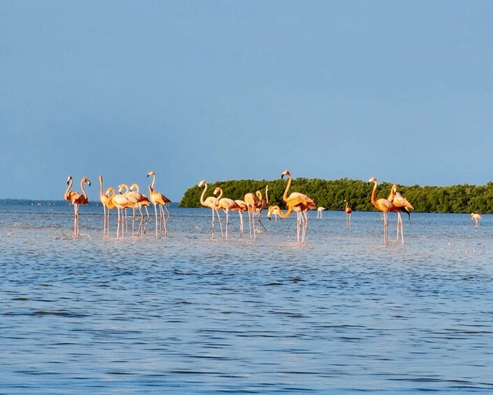 Un groupe de flamants roses se tient dans une eau peu profonde, avec une île boisée en arrière-plan. 1
