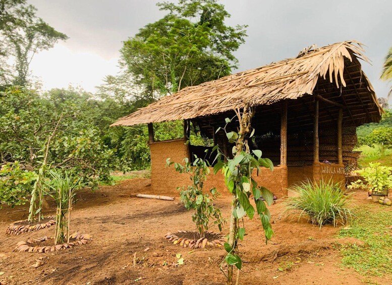 A rustic hut with a thatched roof surrounded by lush greenery and a dirt path. 5