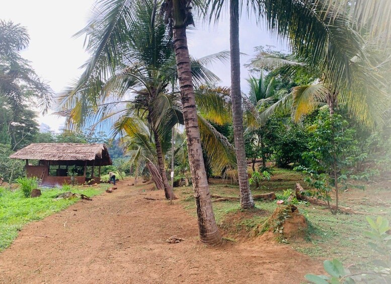 A rural landscape with a dirt path, palm trees, and a small hut. 4