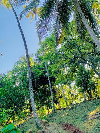 A tropical forest with tall palm trees and dense green foliage. 2