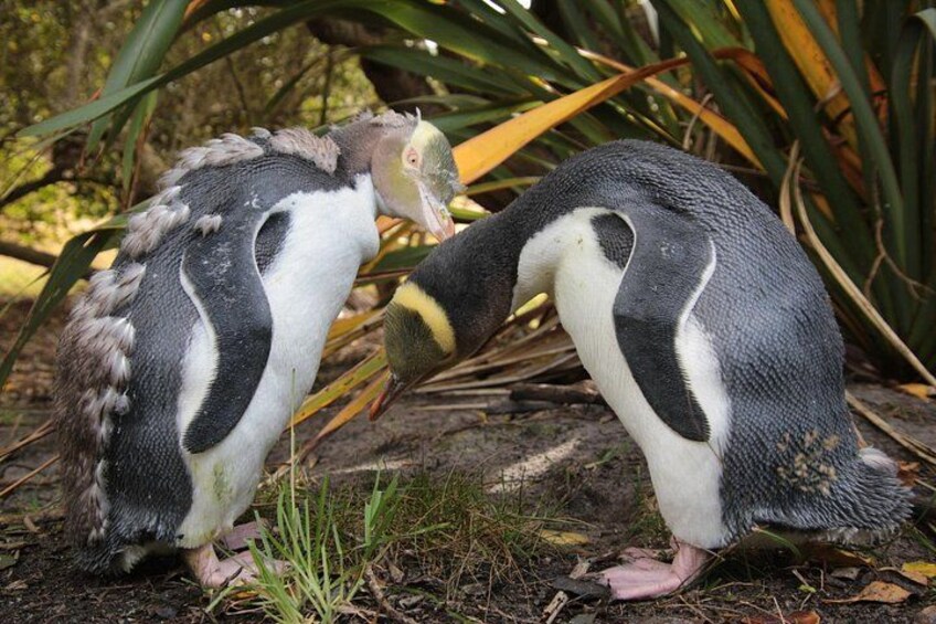 Two penguins on the ground with grass and plants in the background. 5