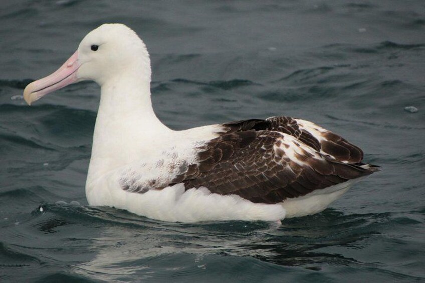 A white bird with brown wings swimming in water. 3