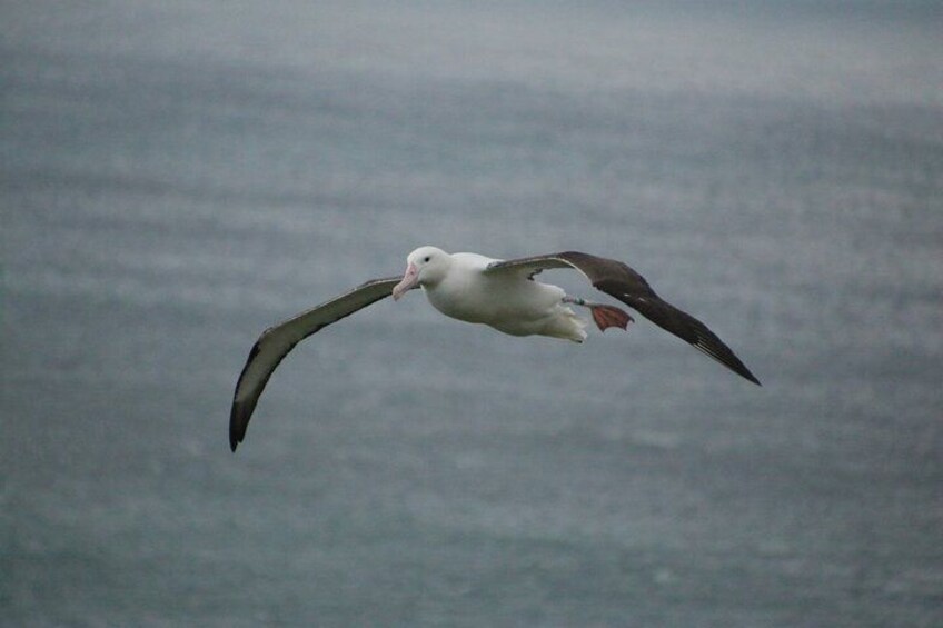A bird in flight over a body of water. 1