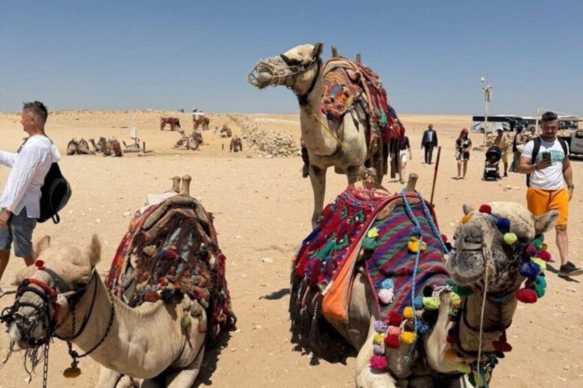 Camels with colorful blankets in a desert setting. 5