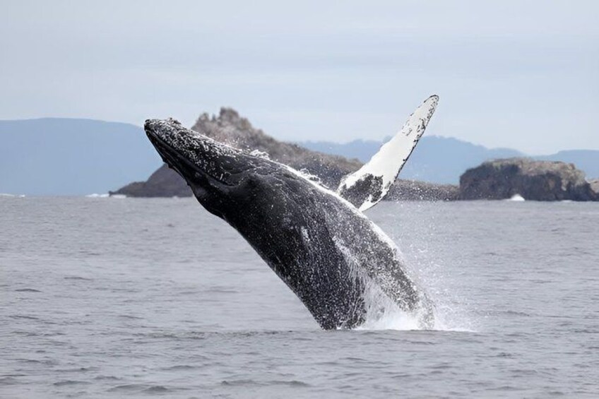 A whale breaching with its tail flukes visible above the water. 1