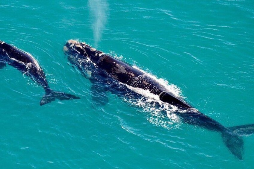Two whales swimming in clear blue water. 3