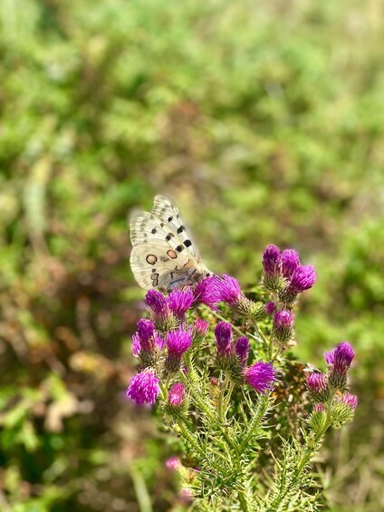 Una mariposa sobre flores moradas. 2