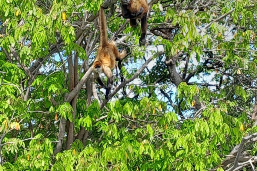 A monkey hanging from a tree branch. 5