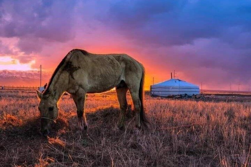 A horse grazing in a field with a yurt in the background. 4