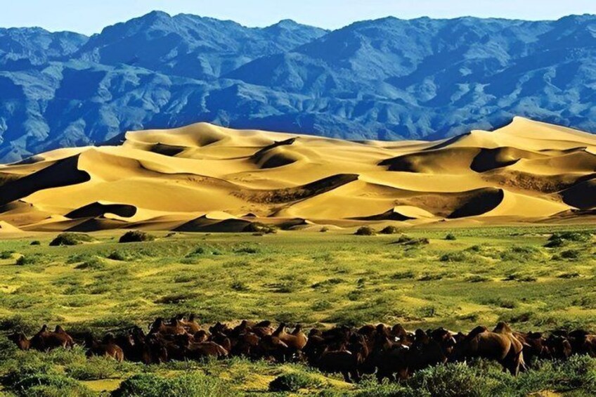 A desert landscape with sand dunes and a herd of cattle. 3