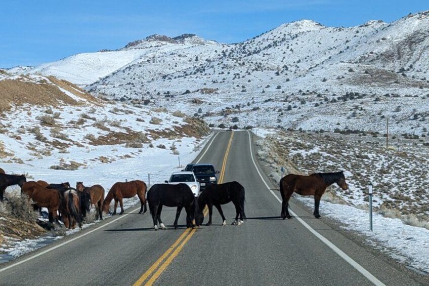 A road with horses crossing, a car, and snow-covered mountains. 3