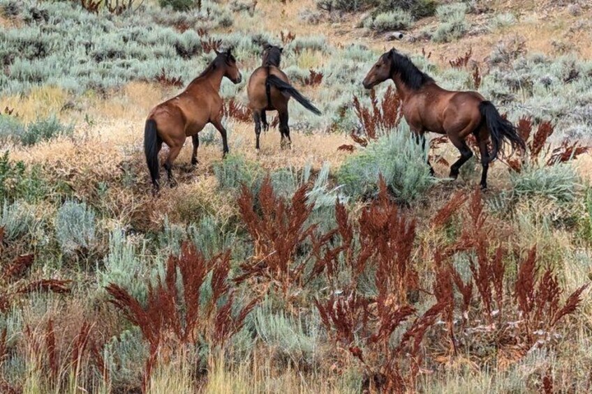 Three horses in a natural landscape with sparse vegetation. 1